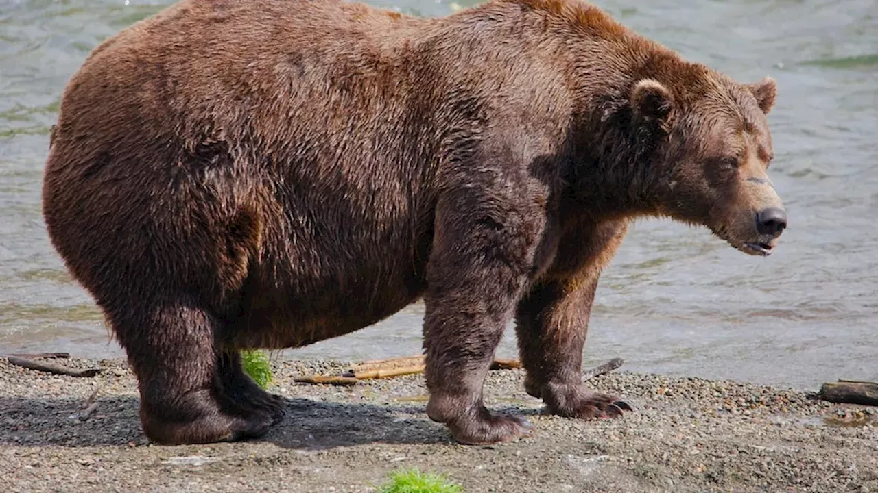 Can Chunk Repeat His 1,200-Pound Victory in Fat Bear Week 2026?