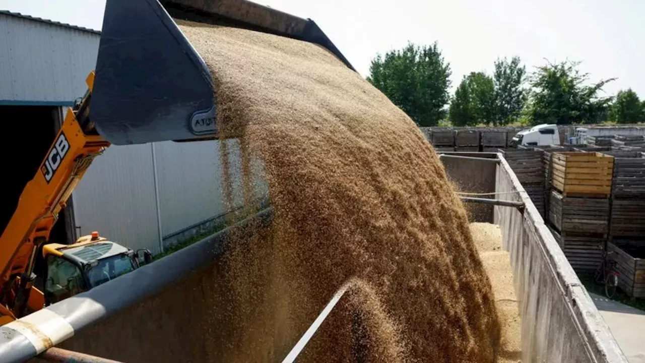 The Black Sea Bottleneck: Why Global Wheat Prices are Skyrocketing