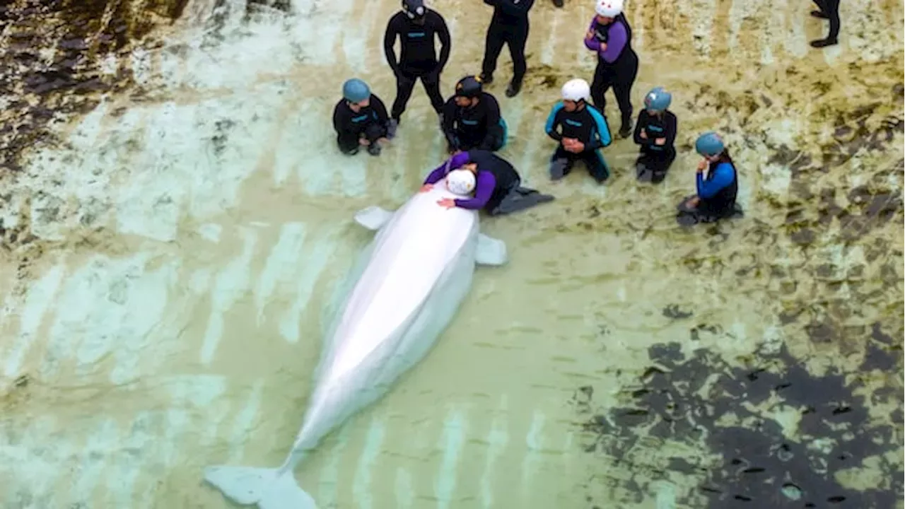 The Fatal Toll of Marineland’s Beluga Relocation: Deaths at Shedd Aquarium