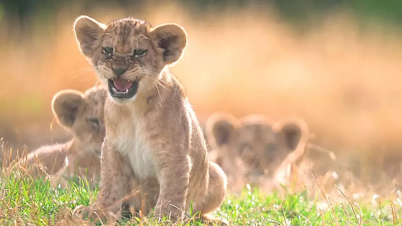 The Lion King's Legacy at Whipsnade: Rare Northern African Cubs Debut