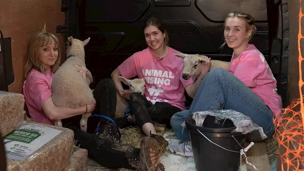 The Sandringham Lamb Theft: Why Three Activists Risked Prison for 'Open Rescue'