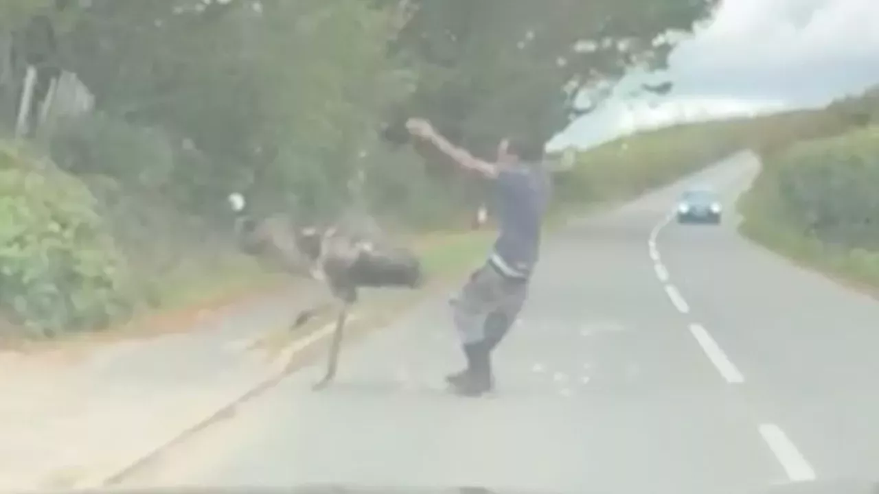 Emu's Great Escape: Viral Headbutt Leaves Captor Reeling in Devon