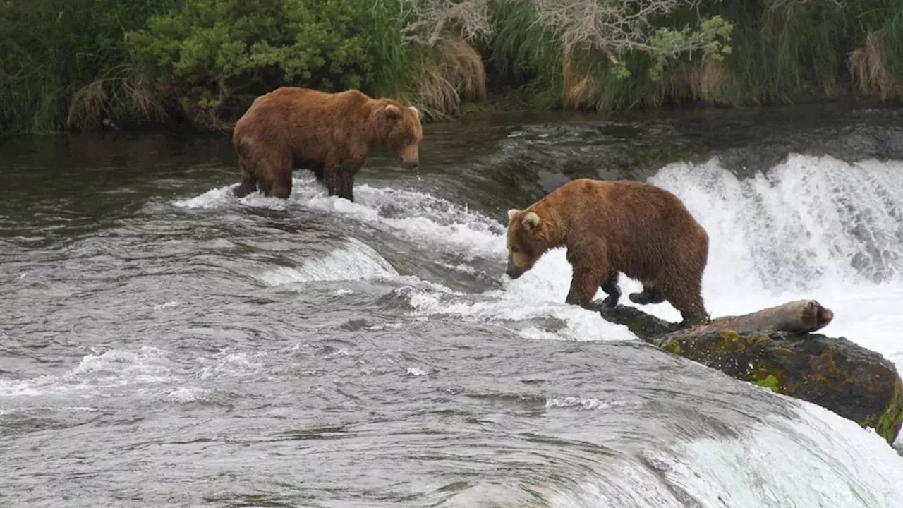Criminal Negligence Charges in Siberia Following Seven Fatal Bear Attacks