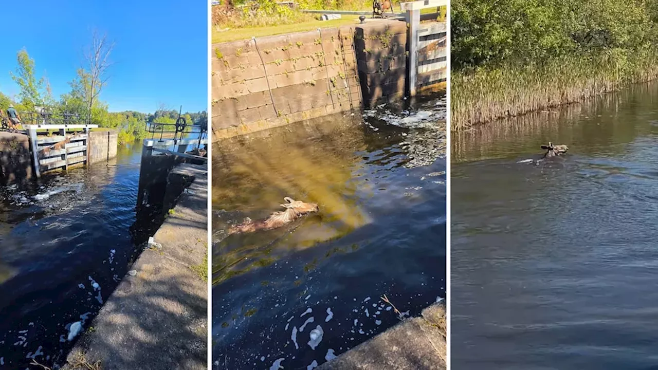 Precision at the Locks: How Merrickville Rescued a Trapped Moose