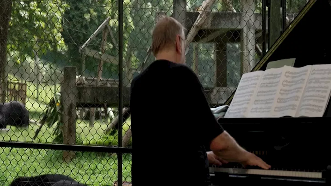 A Symphony for Survivors: Rick Wakeman's Musical Tribute to Vietnam's Rescued Bears