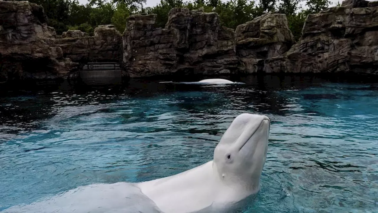 Shedd Aquarium: Pre-existing Disease Linked to Death of Two Marineland Belugas