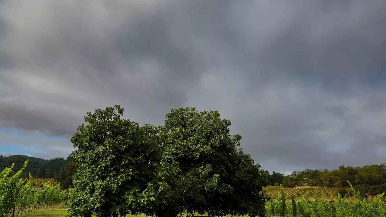 A 150-Year-Old Survivor: The Living History of Quivira Vineyards' Fig Tree