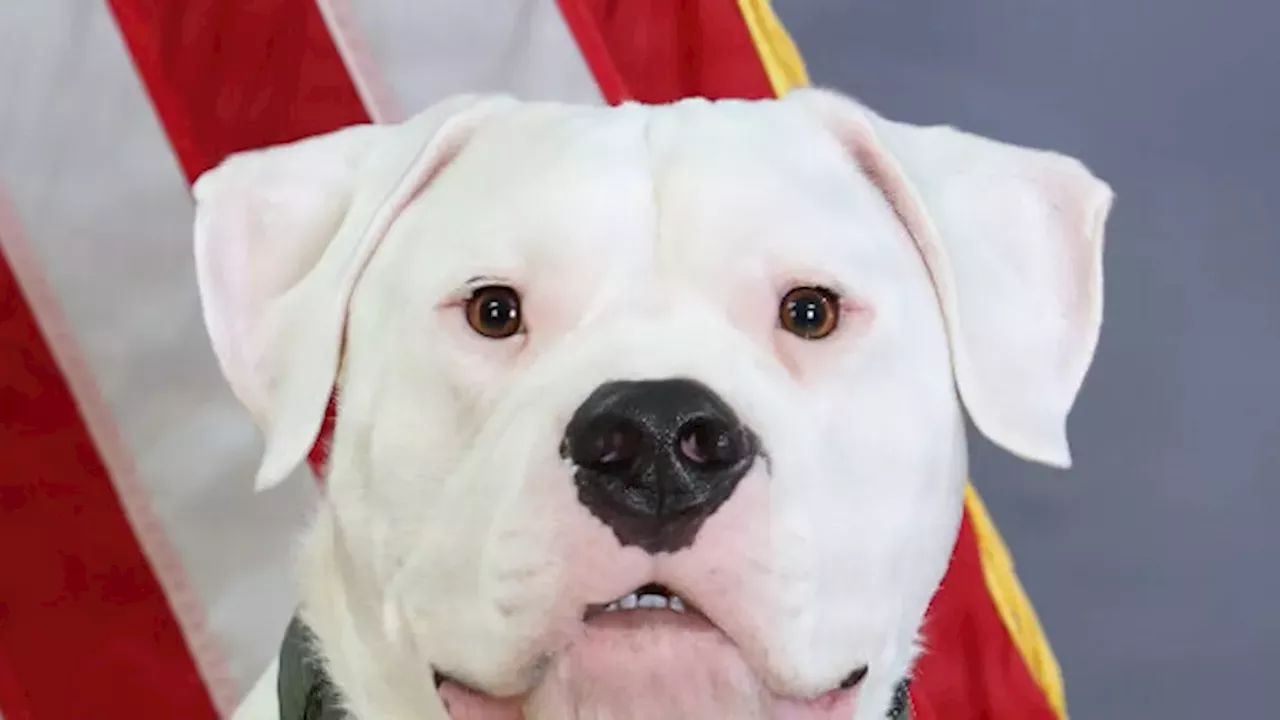 Deaf Rescue Dogo Argentino Axel to Deploy with Michigan National Guard Unit
