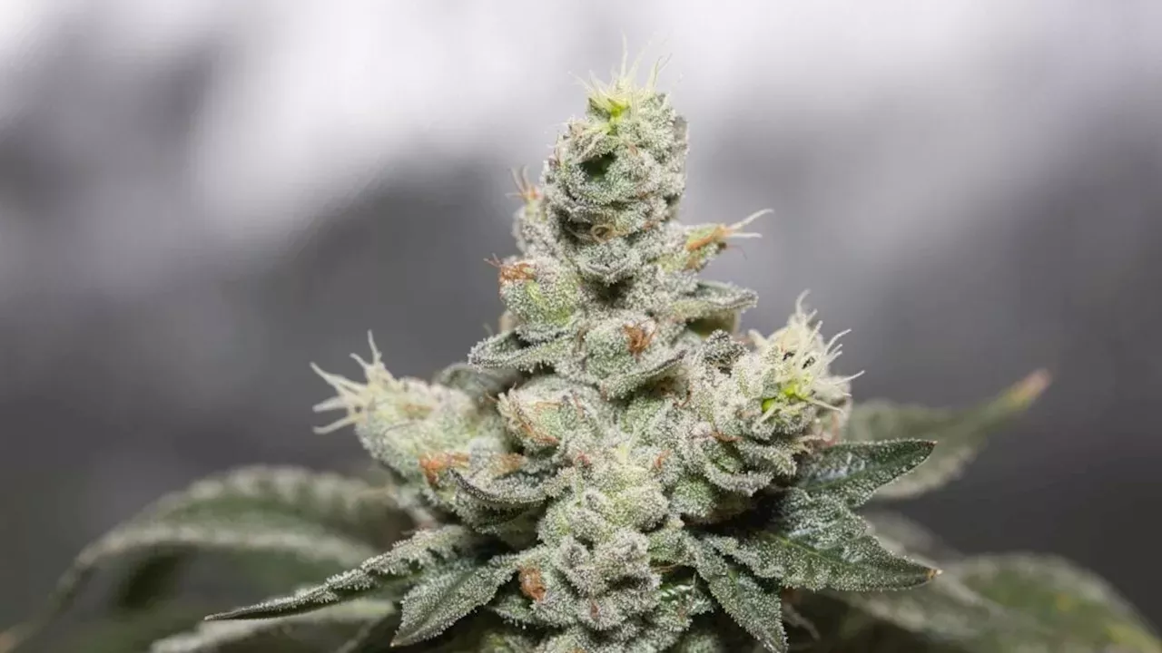 Frequent Cannabis Use Linked to More Severe Seizures in Epilepsy Study