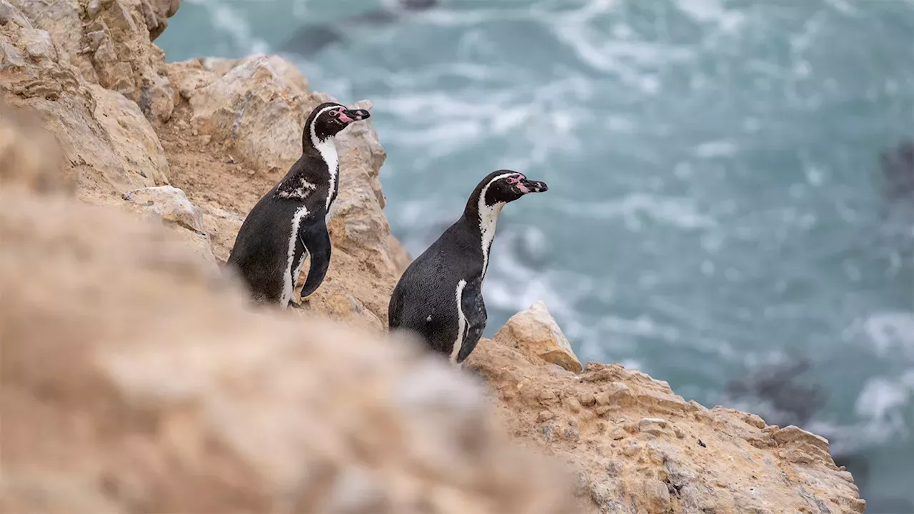 The Collapse of Punta San Juan: A Warning from Peru's Dying Penguin Colony