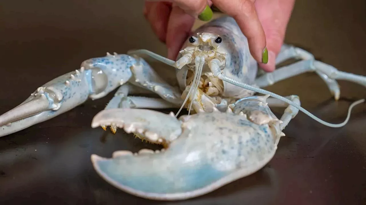 Decoding the Ghost: Why a 1-in-100-Million Lobster is a Genetic Goldmine