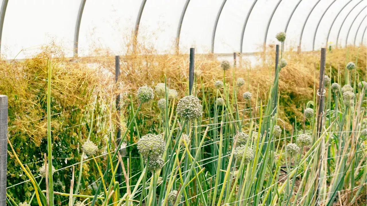 Beyond the Grocery Store: Why Seed Saving is the New Climate Resilience
