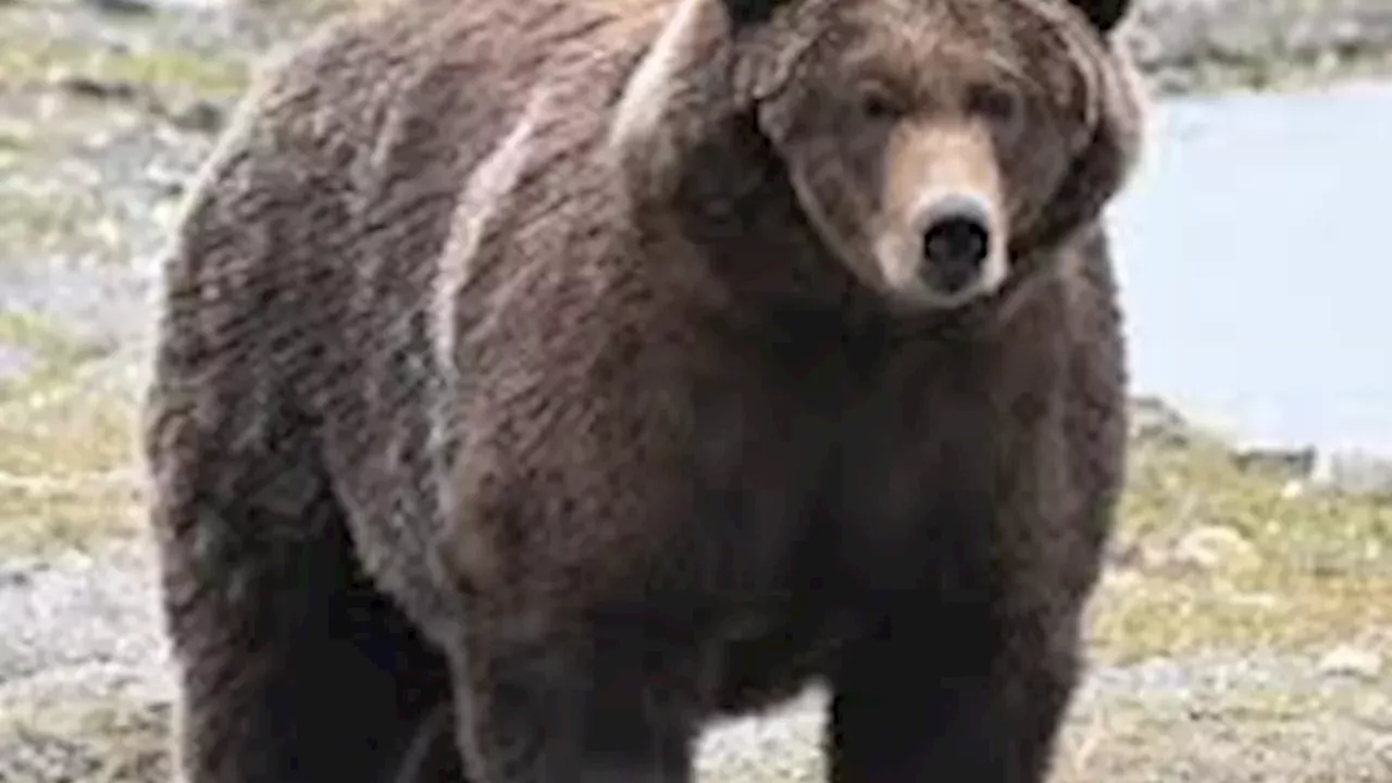 Alaska's Fat Bear Week: More Than a Viral Contest for Katmai's Apex Predators