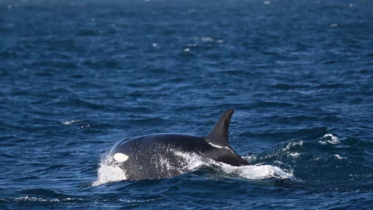 Rare Visit from Eastern Tropical Pacific Orcas Stuns Orange County Coast