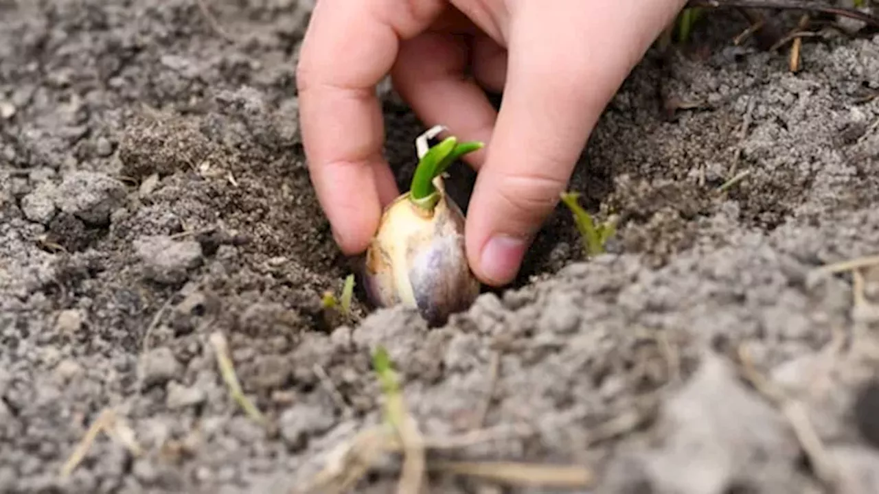 The Garlic Multiplier: How Fall Planting Turns Cloves into Harvests
