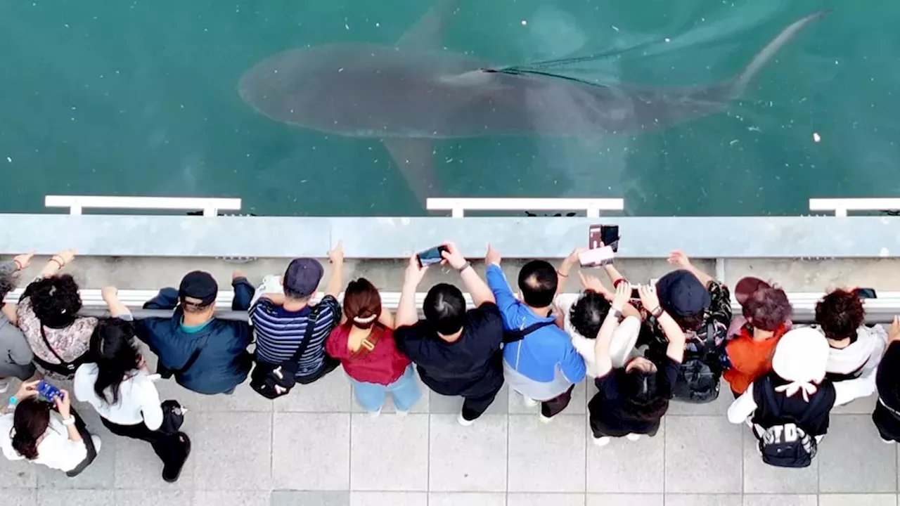 Trapped shark Bukangi draws 600000 visitors to Busan canal as rescue efforts continue