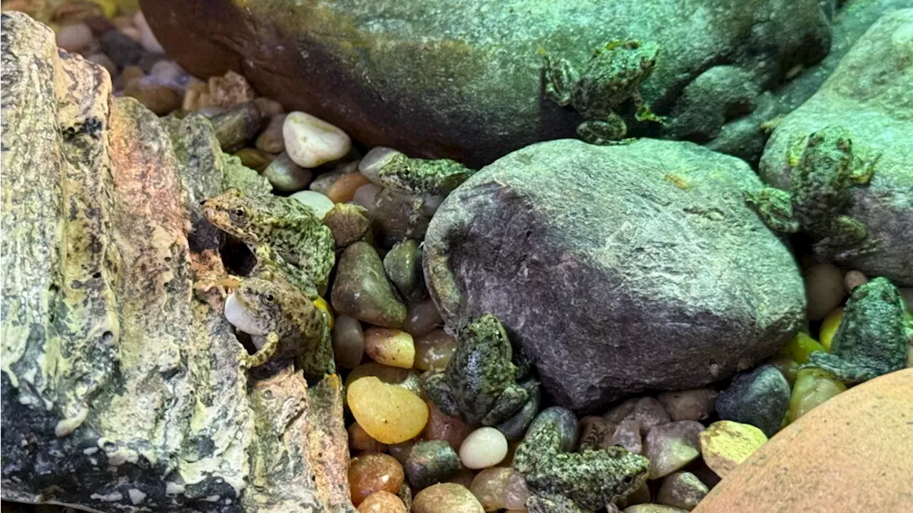 Long Beach's Amphibian Ambition: Restoring the Mountain Yellow-Legged Frog