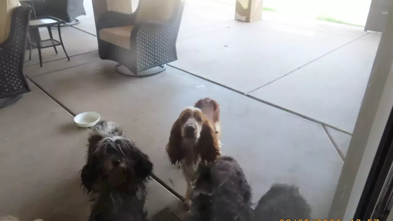 VRBO Rental Rescue: Arizona Humane Society Battles Hoarding Surge