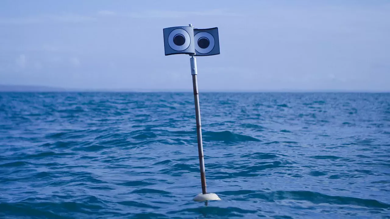 The Eye in the Ocean: Cornwall's Low-Tech Fix for Seabird Bycatch
