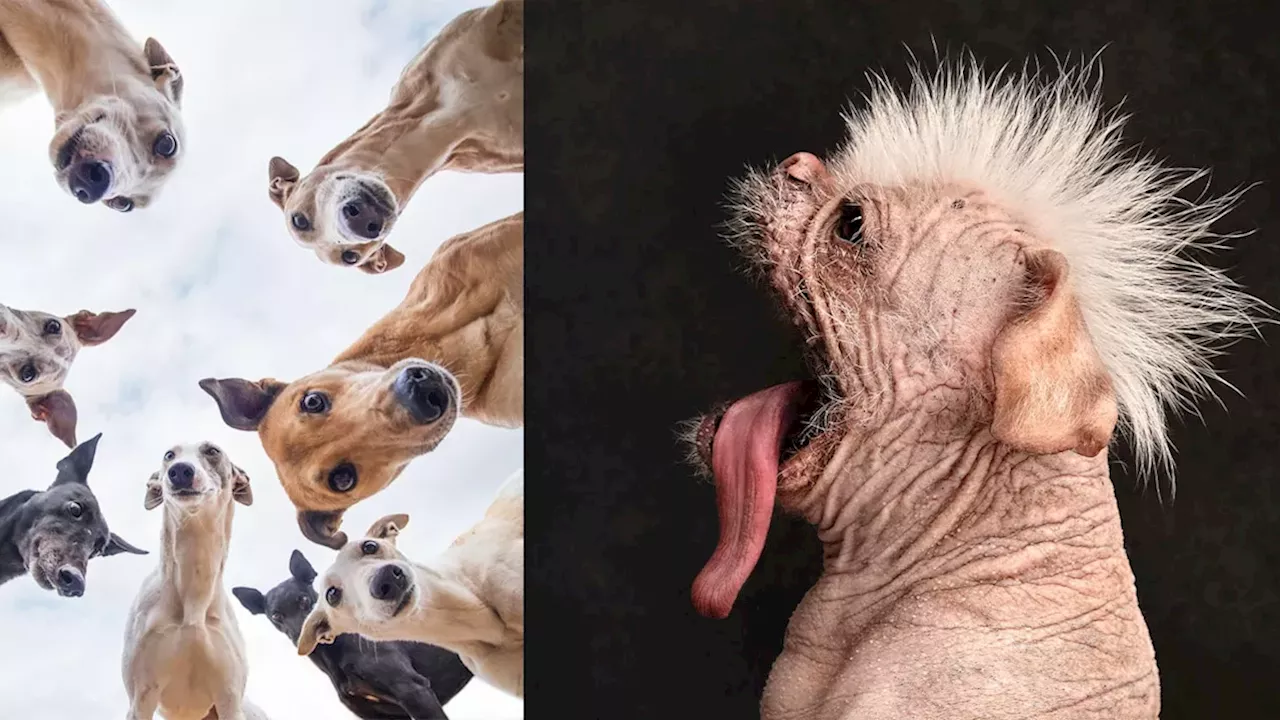 Beyond the Leash: How Katie Brockman’s Pit Bull Portrait Captured the 2026 Dog Photography Awards