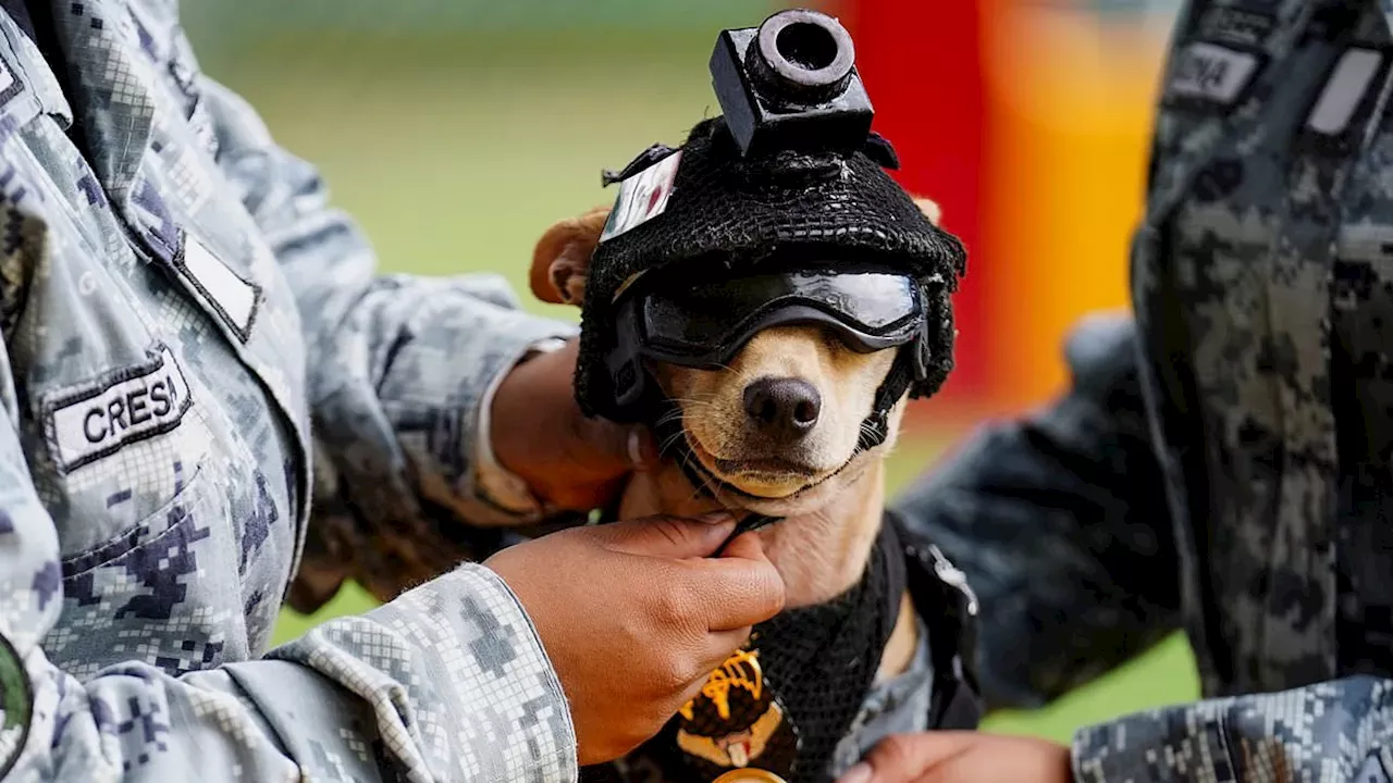 Mexico's National Guard adopts tiny Chihuahua as newest mascot and search‑and‑rescue dog