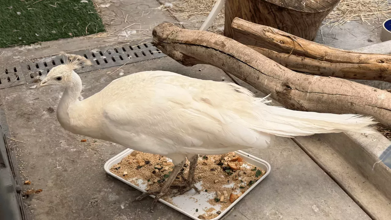 Pasadena peacock Sugar relocated to Northern California ranch after recovering from mail carrier attack