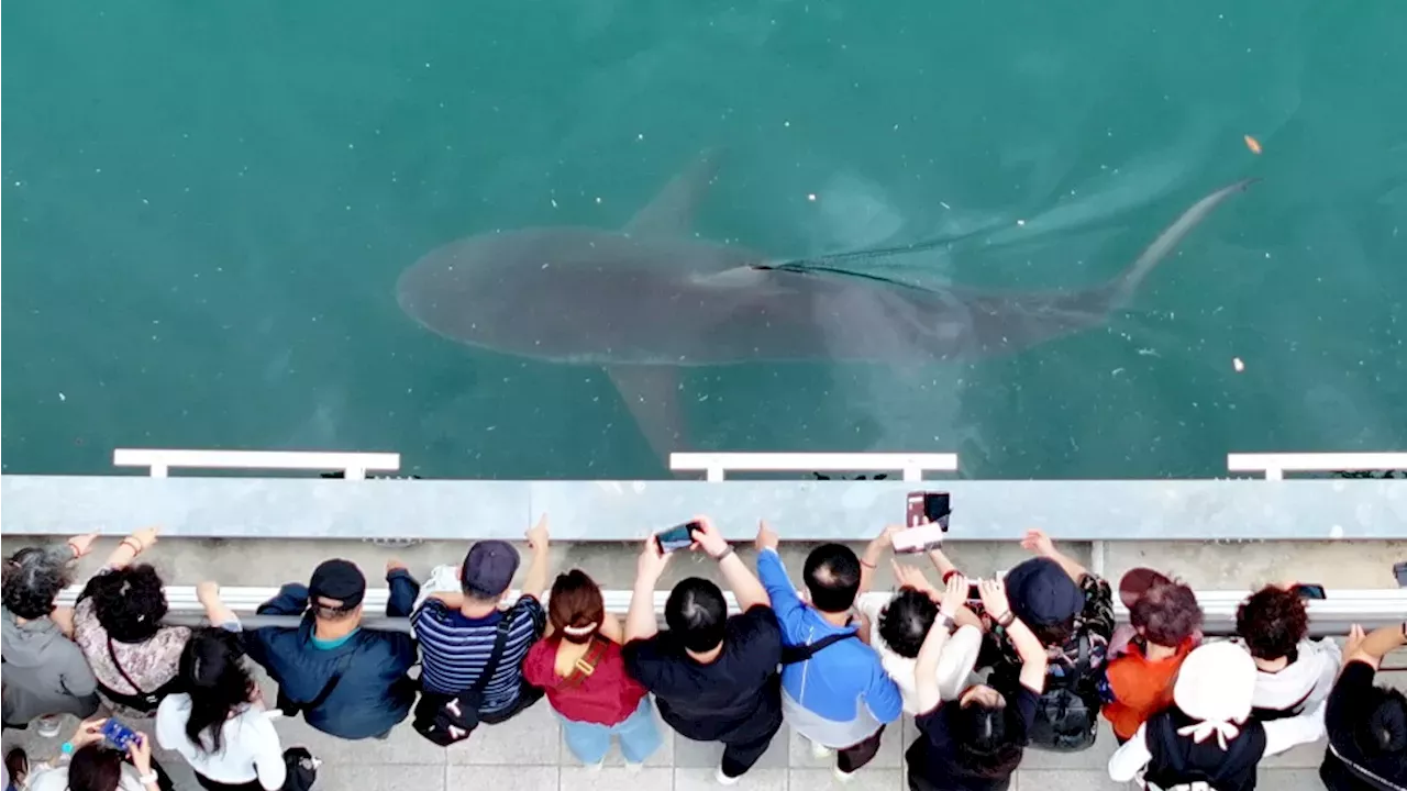 The Busan Shark Dilemma: Rescue or Captivity for Bukangi?