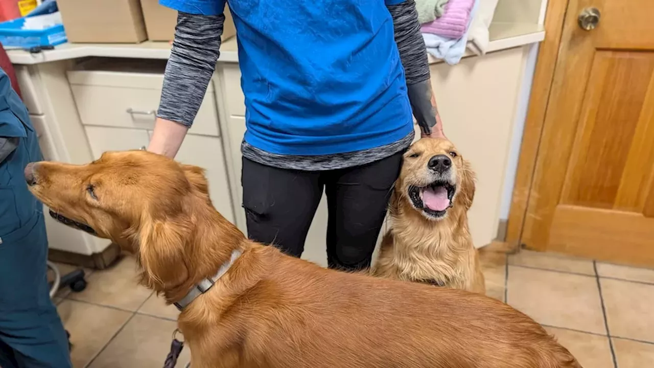Beyond the Smoke: How 123 Microchips Aim to Prevent Pet Loss in BC's Interior