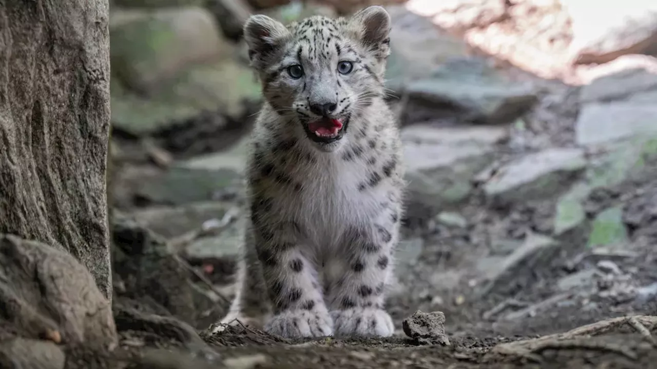 Beyond the Pounce: What Sarka’s Arrival Means for Snow Leopard Survival