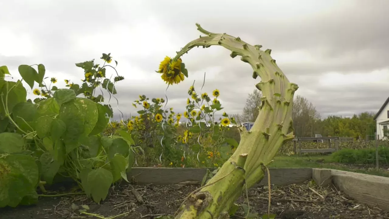 Edmonton’s Week of Extremes: From Mutant Sunflowers to Missing Children