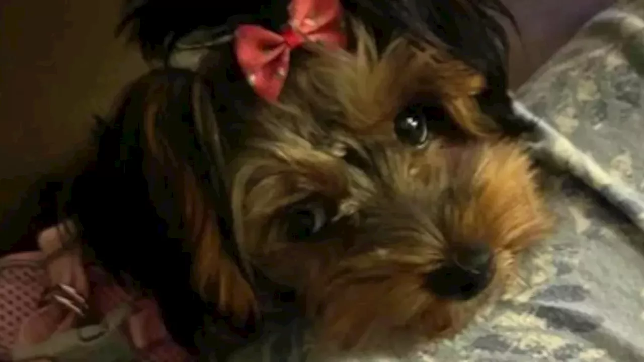 Tragedy in Harrow: Loose Golden Retriever Breaches Home, Kills Yorkie