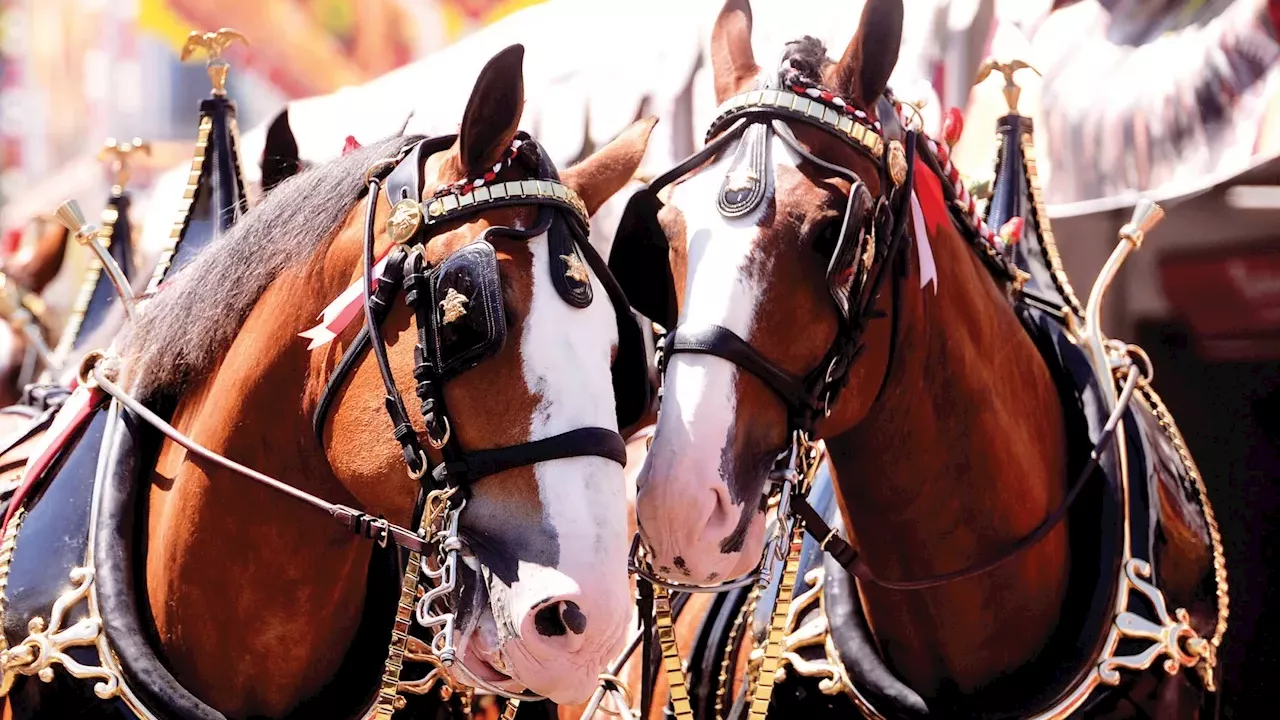 Beyond the Floats: Budweiser Clydesdales and Marines Lead 2027 Rose Parade Equestrian Lineup