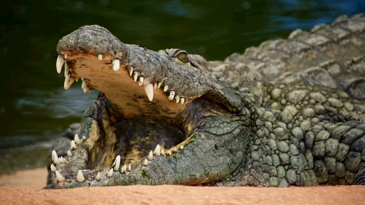 The 10-Year Price Tag for a Gemini-Generated Crocodile Prank