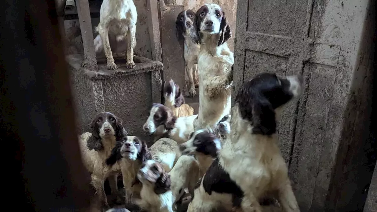 From Squalor to Service: The Shocking Case of the Tickhill Animal Hoarder