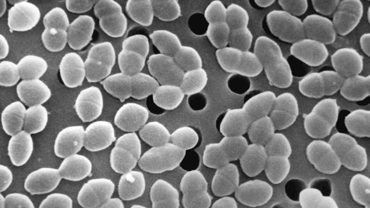 The Sugar-Antibiotic Trap: How Sweets Fuel Dangerous Gut Bacteria