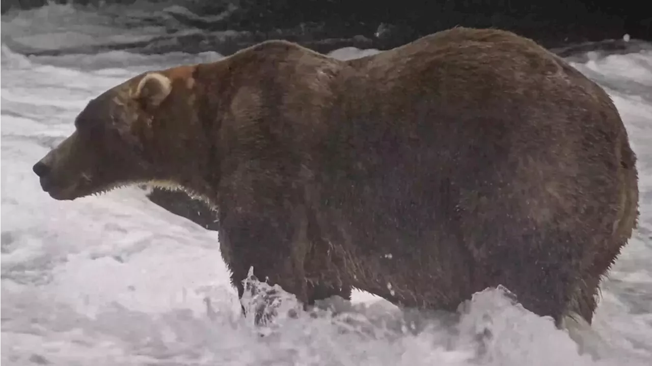 Backpack Wins 2026 Fat Bear Week: A 100,000-Vote Alaskan Thriller
