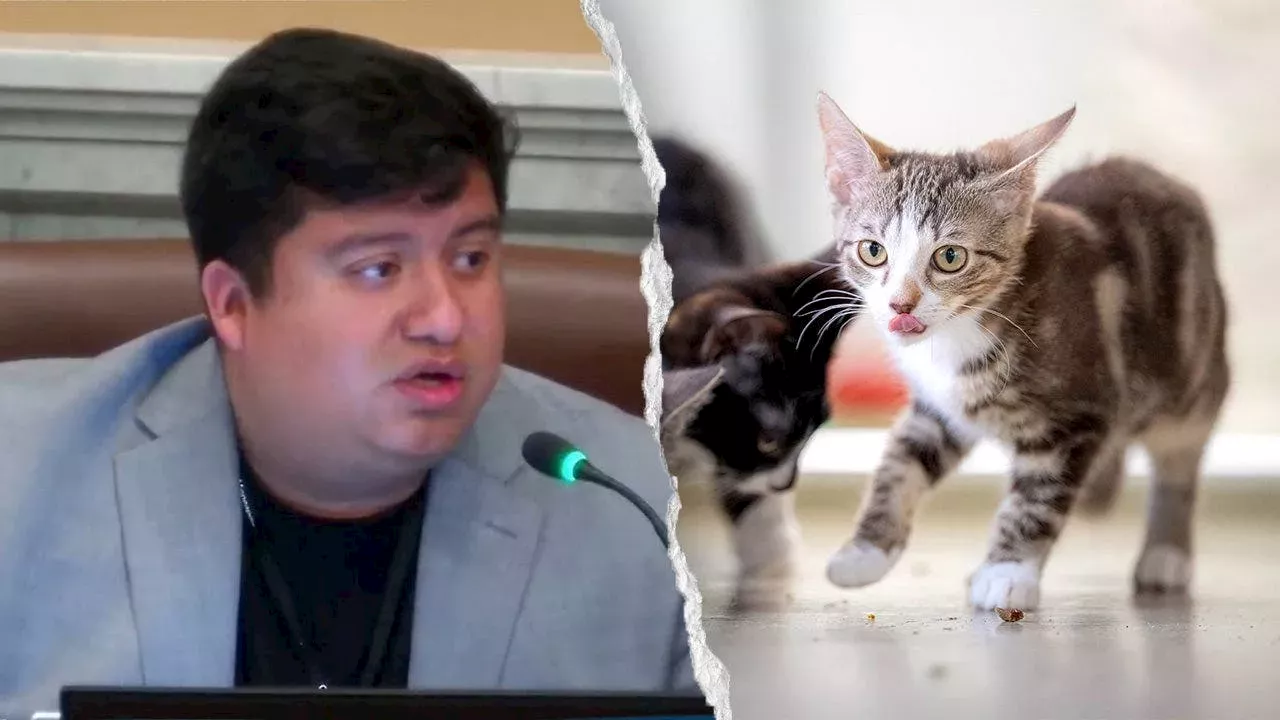 Cats, Cars, and City Hall: The Absurdity of Minneapolis's AV Battle