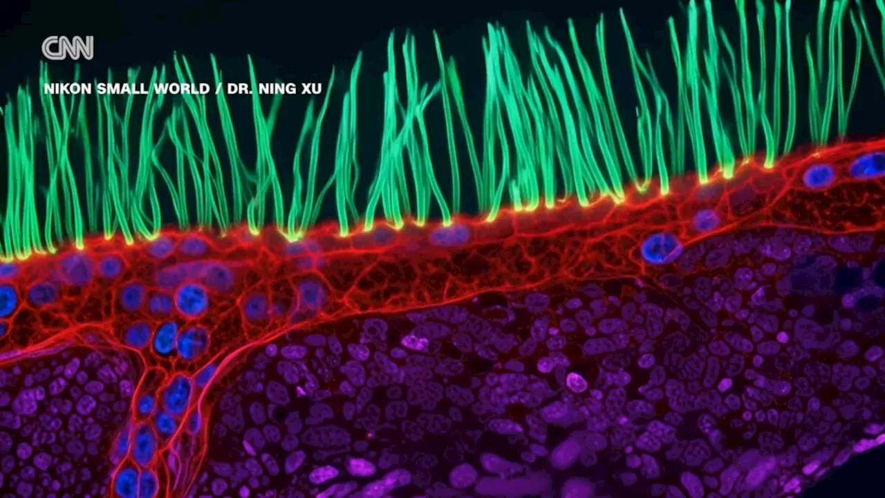 The SynthID Watermark and the Battle for Scientific Integrity in Nikon's Contest