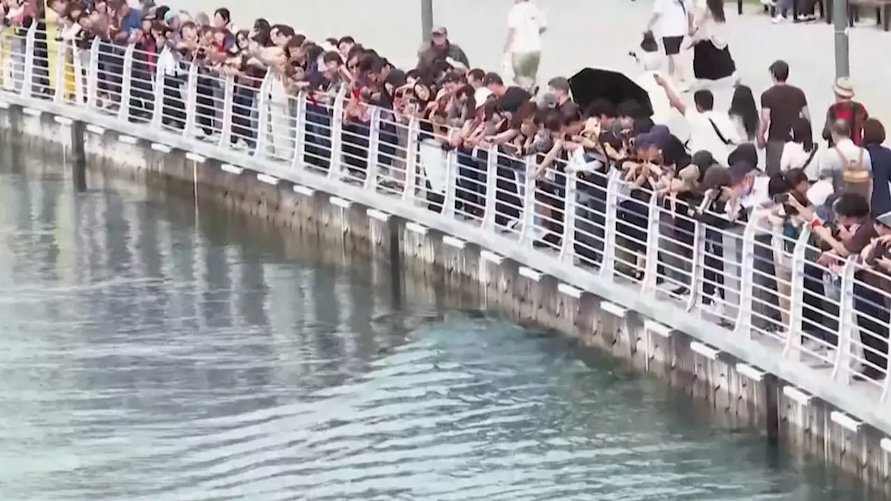 The Busan Canal Shark: A 600,000-Person Spectacle of Ecological Stress
