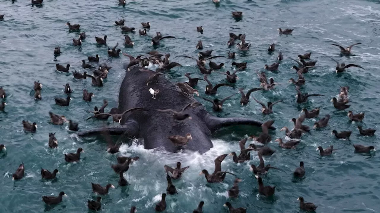 The Patagonian Mystery: Investigating the Surge in Southern Right Whale Calf Deaths