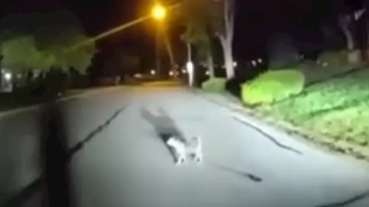 Leawood dog leads officer to owner who fell and was stranded for over three hours