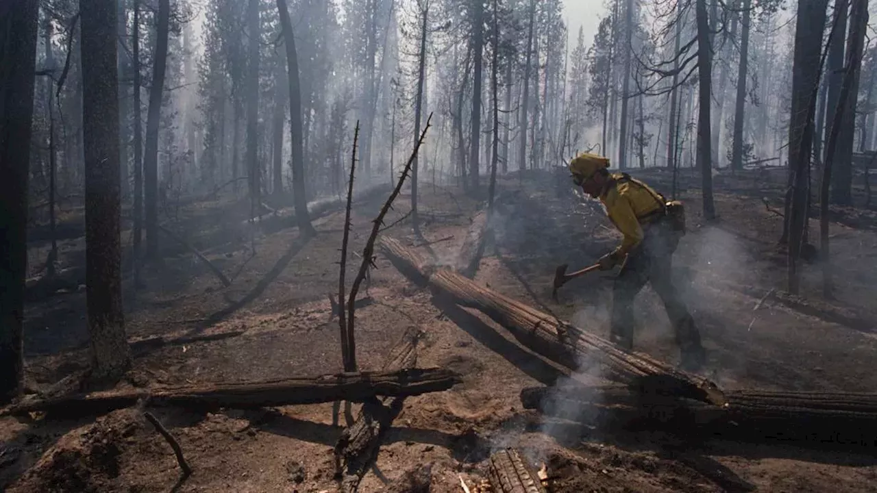 Beyond the Ghost Logs: Why Yellowstone’s Forests Are Failing to Recover