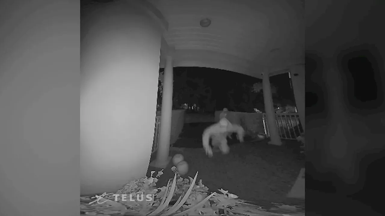 ‘Instant Karma’ in Surrey: Why a Midnight Doorbell Prank is More Than a Joke