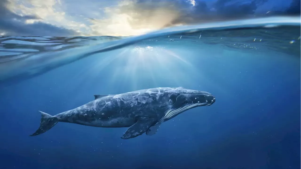 PUMP's $3 Billion Market Cap Surge Fueled by Massive Whale Accumulation