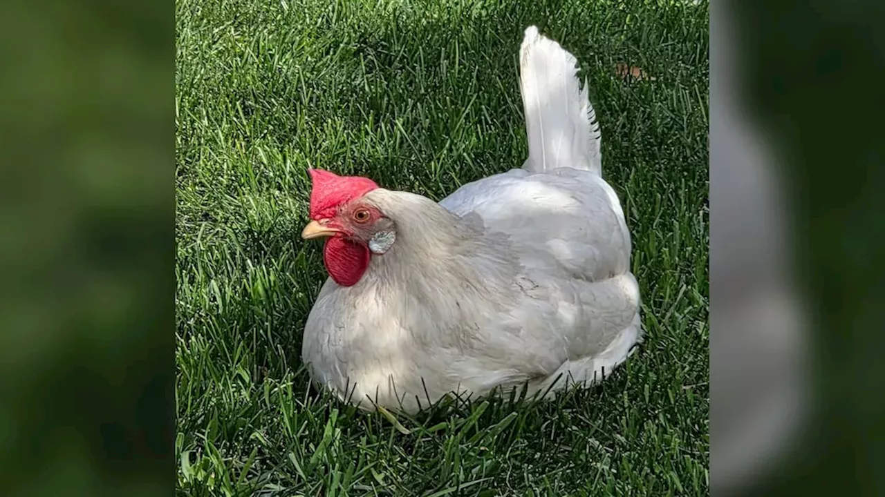 The Forest Lawn Fugitive: A Weekend of Poultry Chaos in East Calgary