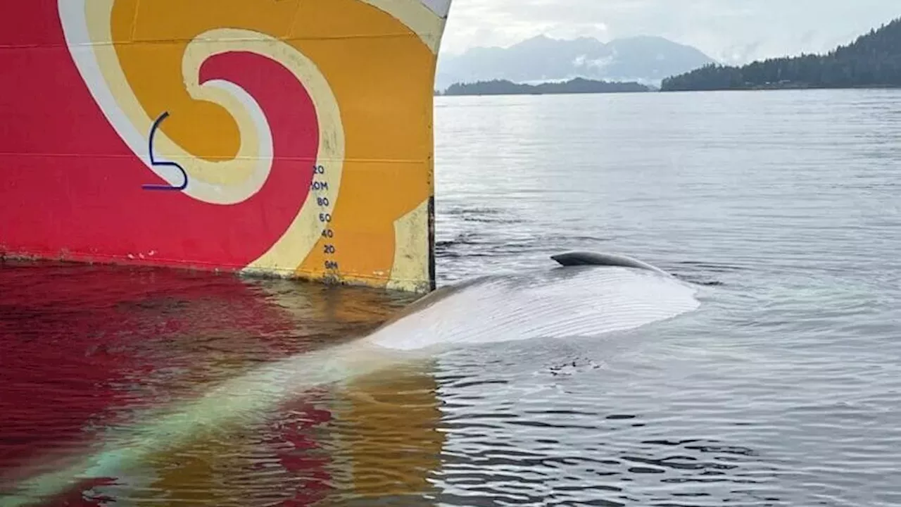 The Sitka Collision: How a New ESA Rule Changes Whale Protections