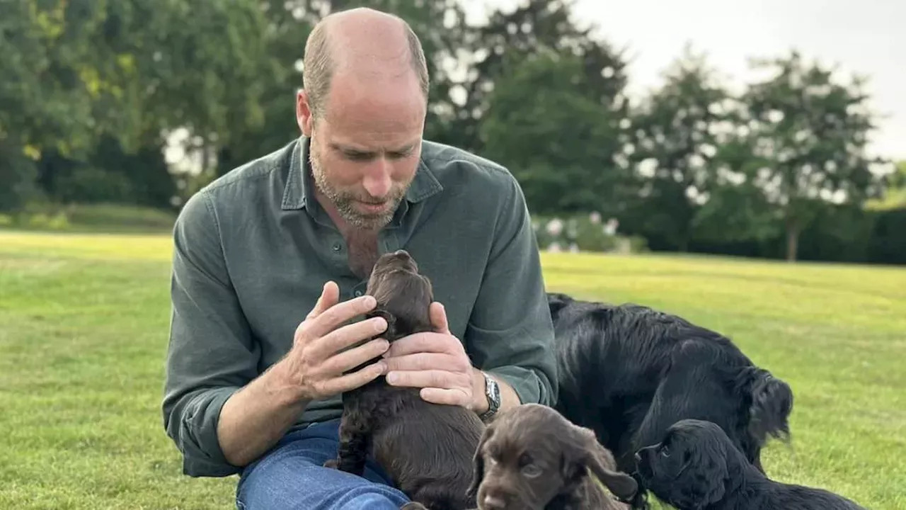 Is PETA a Charity or a Protest Group? UK Regulator Probes Animal Rights Giant