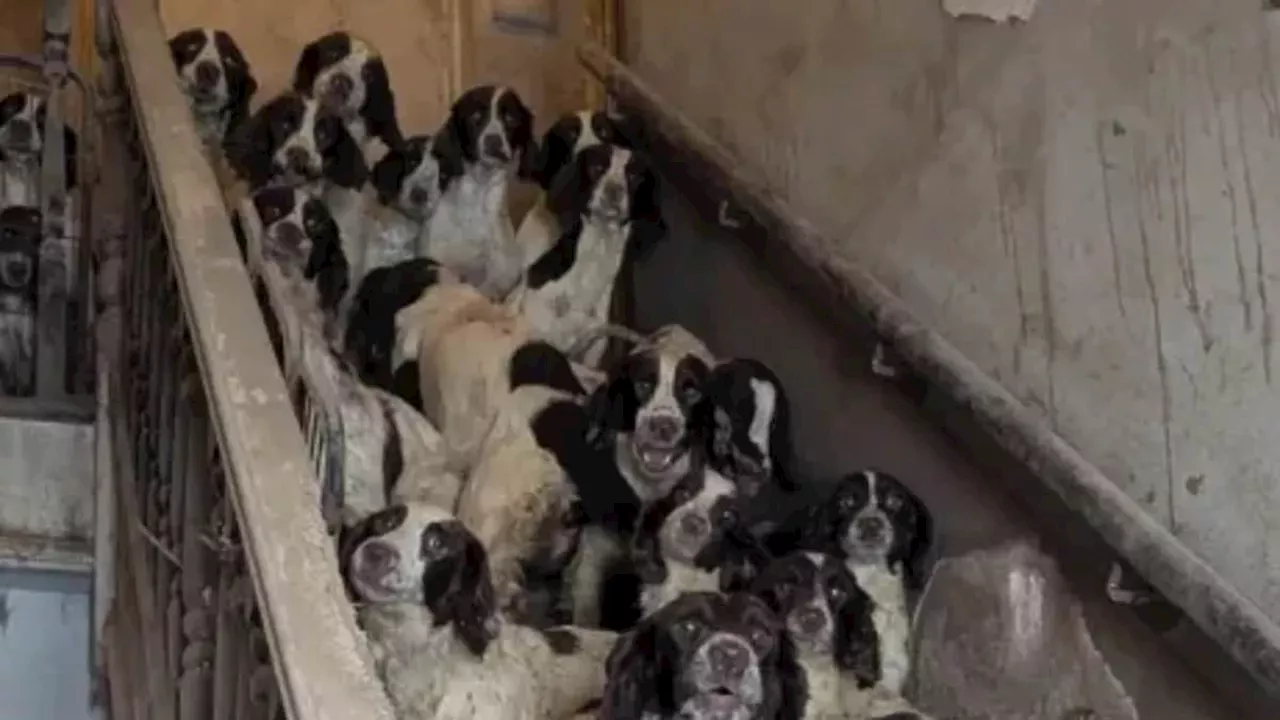 From Squalor to Service: The Redemption of the Tickhill Spaniels