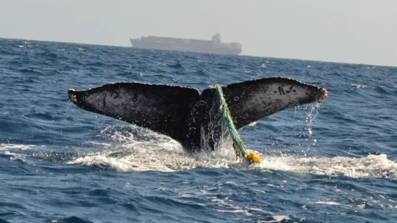 San Pedro's Entangled Humpback: A Symbol of California's Record-Breaking Crisis