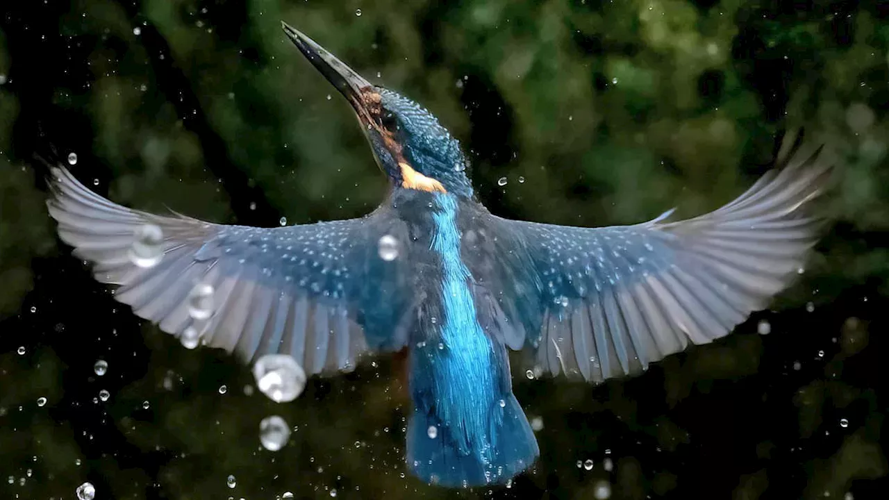 Precision in Flight: Martin Goff’s Shropshire Kingfisher Capture